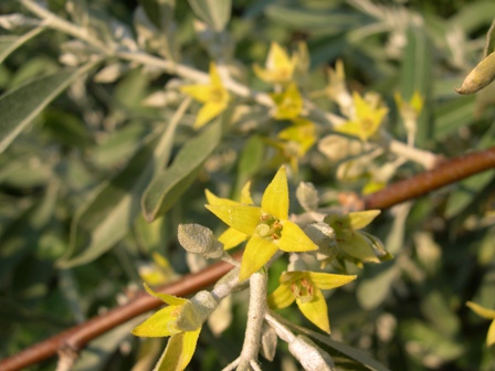 Eleagnus angustifolia